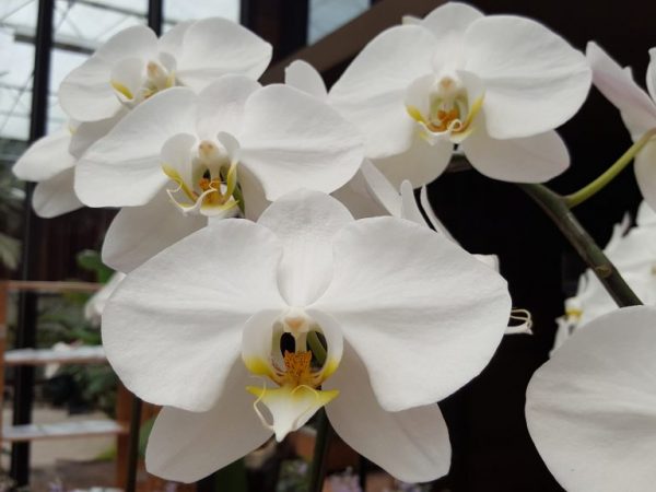 Growing white Phalaenopsis