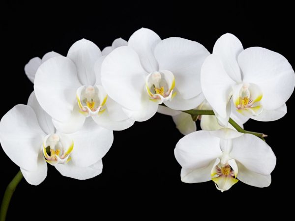 De orchidee mag niet worden gedroogd