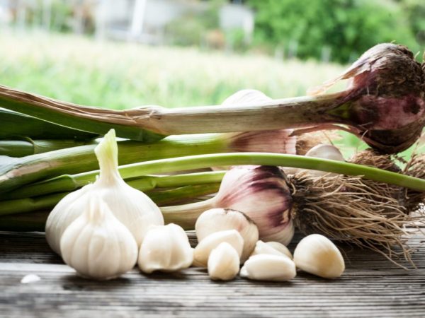 Is the garlic business profitable?