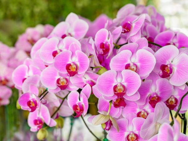 De viktigaste orkidéernas sjukdomar och deras behandling