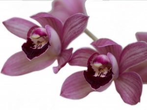 Kenmerken van de bordeauxrode orchidee