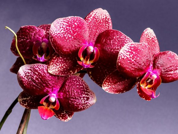 Orchidej - rozmarná květina