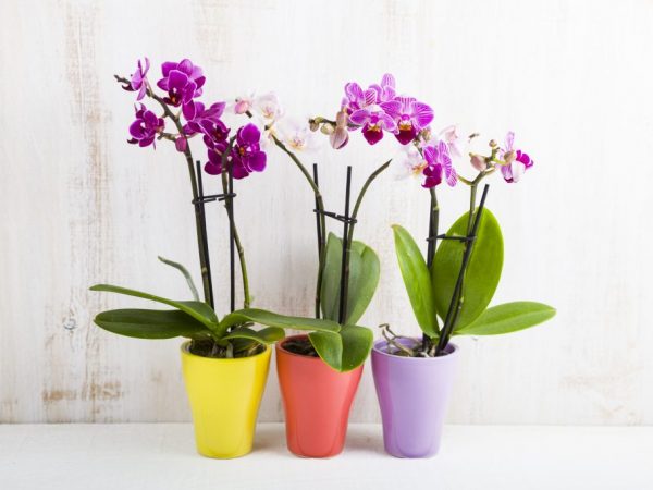 La orquídea pertenece a la familia de las plantas y la phalaenopsis es una especie separada.