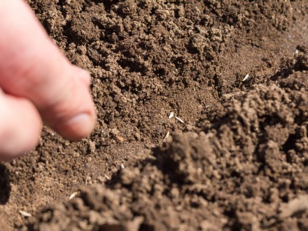 The earth is disinfected before planting