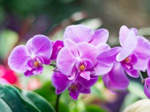 La diferencia entre orquídeas y phalaenopsis.
