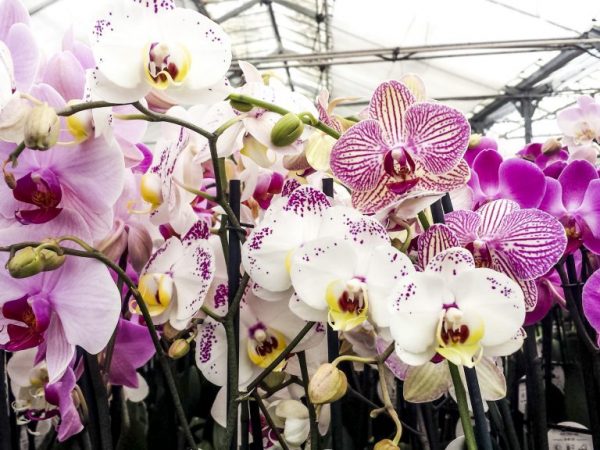 De orchidee bevat veel ondersoorten