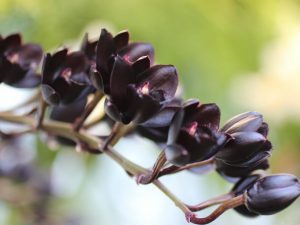Popis Black Orchid