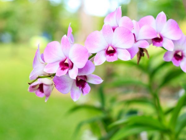 Knoflooktinctuur voor het besproeien van orchideeën