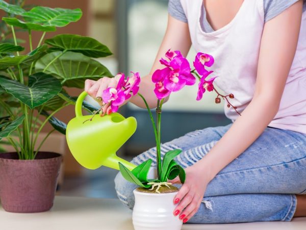 Orchideeën worden bewaterd met knoflookwater door middel van wortel- en bladmethode