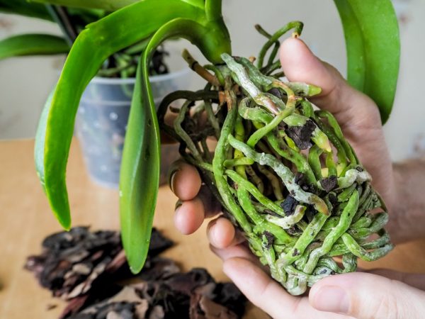 Condición de la raíz de la orquídea