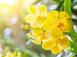 Význam květu orchideje