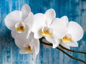 Zirkoon en Epin voor orchideeën