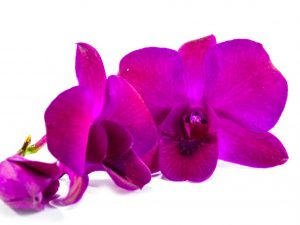 Groeiende Dendrobium Phalaenopsis