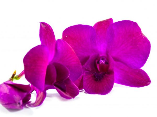 Crecimiento de Dendrobium Phalaenopsis
