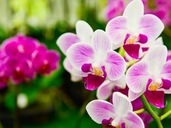 En orkidé behöver inte en stor kruka