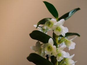 Popis rostliny Dendrobium Nobile a péče o ni