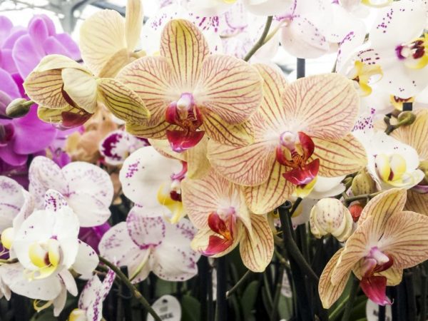 Druhy vzácných orchidejí
