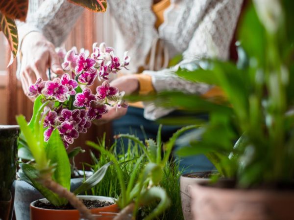 Om thuis exotische, kostbare orchideeën te kweken, moet u de kenmerken van zorg kennen