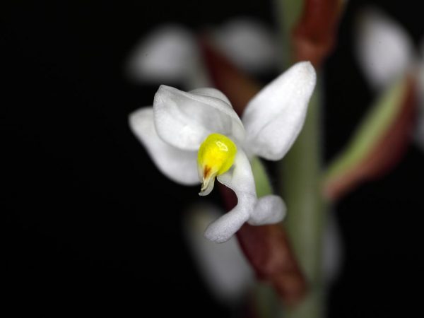 De kostbare Ludisia-orchidee is erg populair