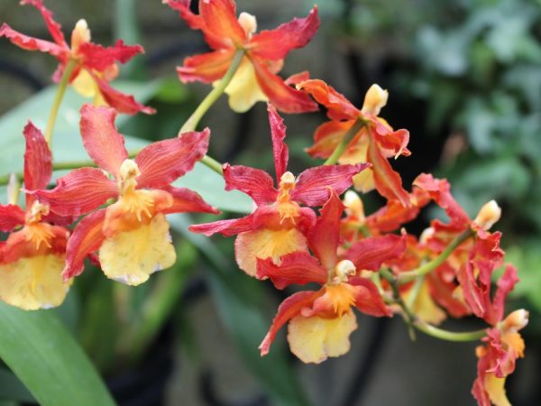 Epidendrum de orquídeas