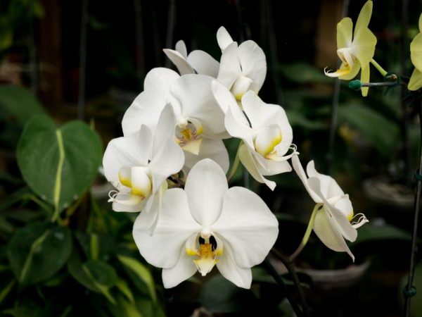 De viktigaste sjukdomarna i orkidén är rot och svartrutt.