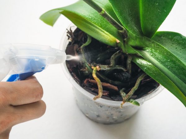 Cuidado de la mezcla de Phalaenopsis