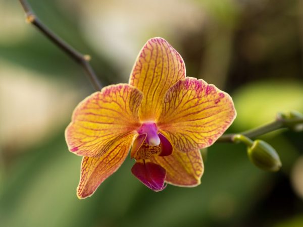 Loro Phalaenopsis