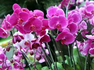 ¿Por qué Phalaenopsis perdió tugor?