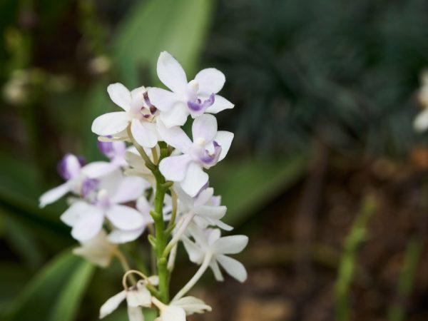 Phalaenopsis Saffier