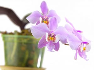 Schillerova orchidej