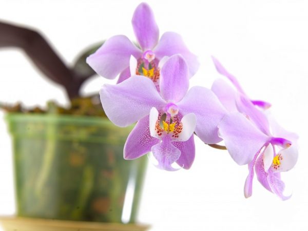 Orquídea Schillerian