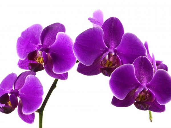 Lila orkidé