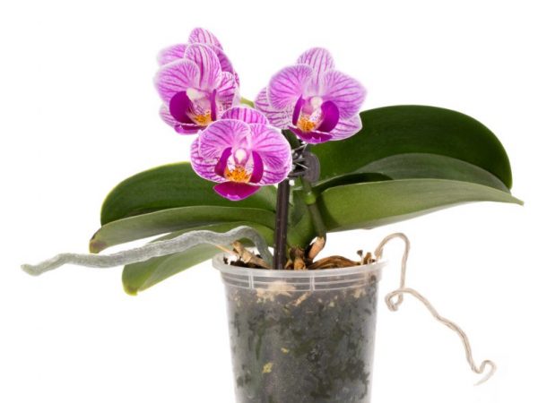 Underlag och kruka för lila orkidé