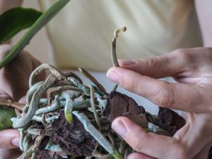 Het gebruik van fytosporine voor orchideeën