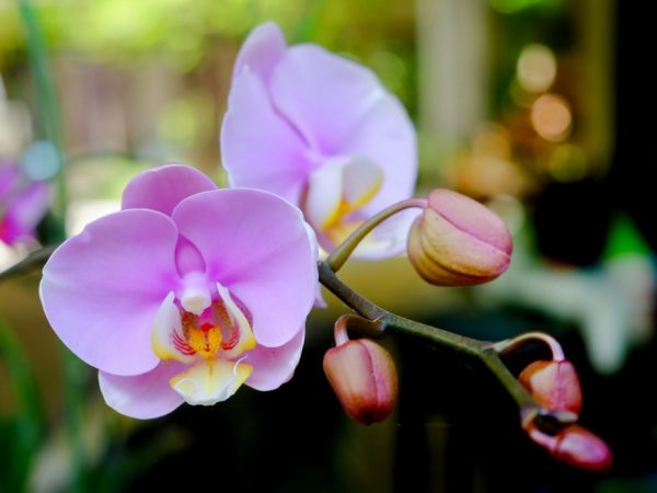 Behandling av fusarium i orkidéer