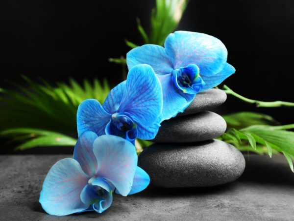 Péče o modré a modré orchideje