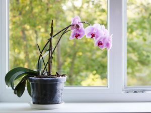 Een orchideeënpot kiezen