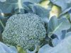 Výhody a poškození brokolicového zelí