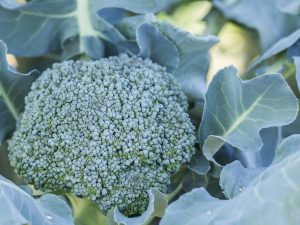 A brokkoli káposzta előnyei és ártalmai
