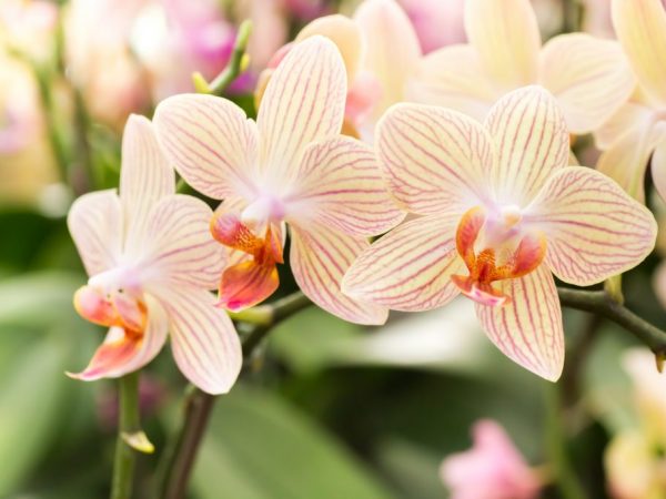 Cómo plantar una orquídea correctamente.