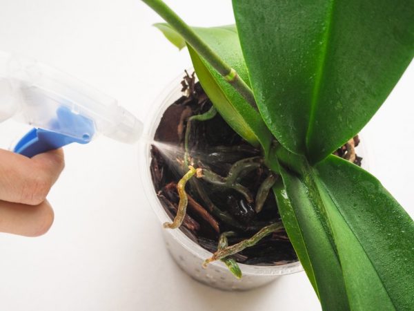 Bevattna phalaenopsis efter köp