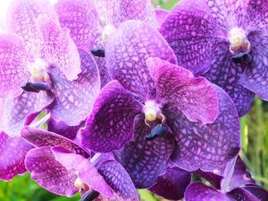 Vlastnosti zalévání orchidejí v zimě