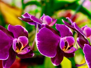 Orchideeënbollen planten uit Vietnam