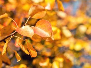 Merkmale des Pflanzens von Birnen im Herbst