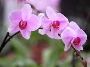 Despertar de los capullos de orquídeas latentes