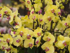 Restauración de orquídeas