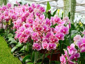 Vlastnosti péče o kvetoucí orchideje