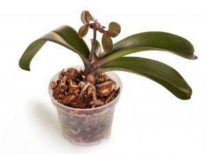 Växande behandla som ett barn orkidéer på en peduncle