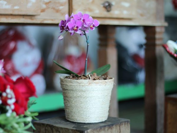 Variedades de orquídeas enanas