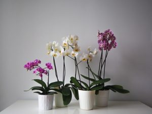 Výběr květináčů pro orchideje